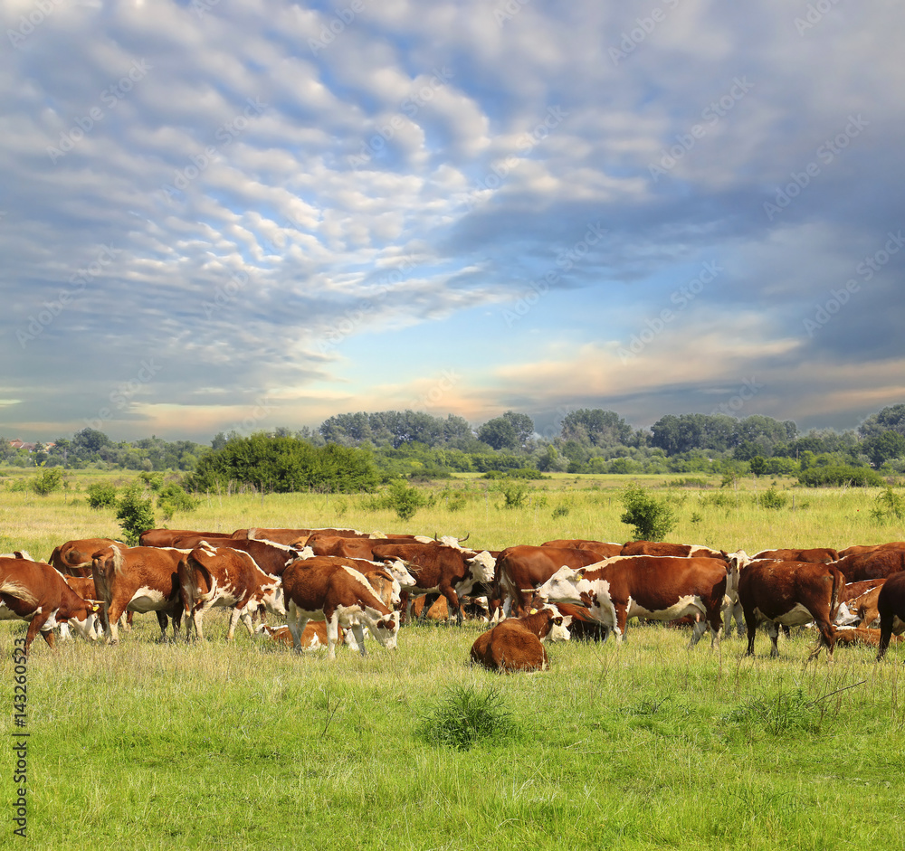 Fototapeta premium Calves on the field