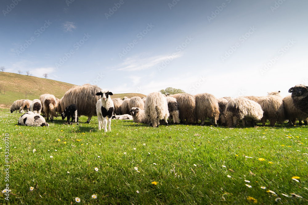 Herd of sheep on pasture in spring Herd of sheep on pasture in spring