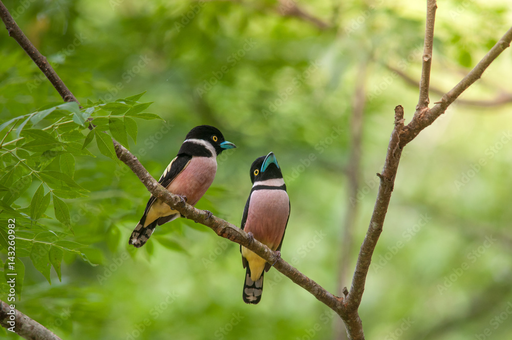 Two lovely bird,  Black-and-yellow Broadbill