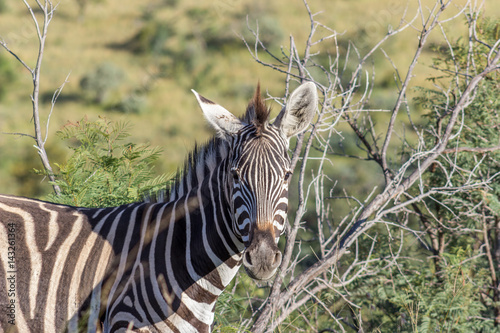 Burchells zebra (Equus quagga)