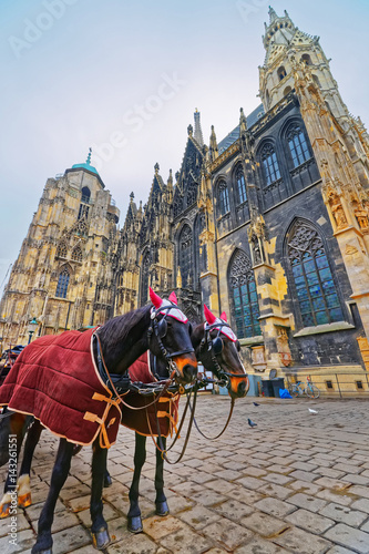 Team of horses and their coach in Stephansplatz in Vienna © Roman Babakin