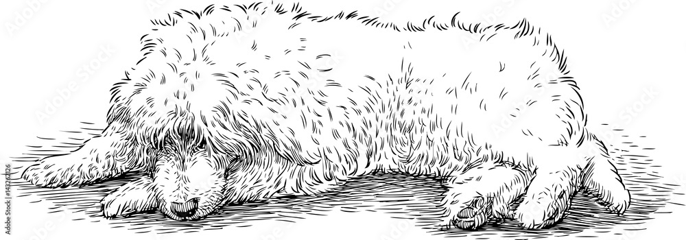 Obraz premium lying shaggy dog