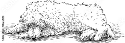 lying shaggy dog