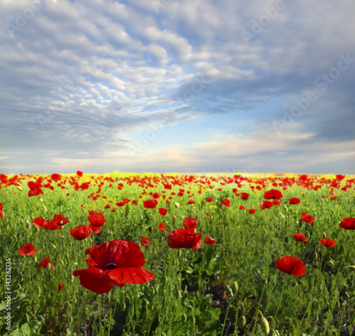 Field of poppies