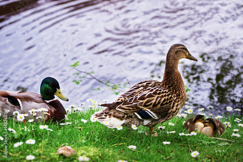 Ducks in Minnewaterpark and Minnewater lake in Brugge photo