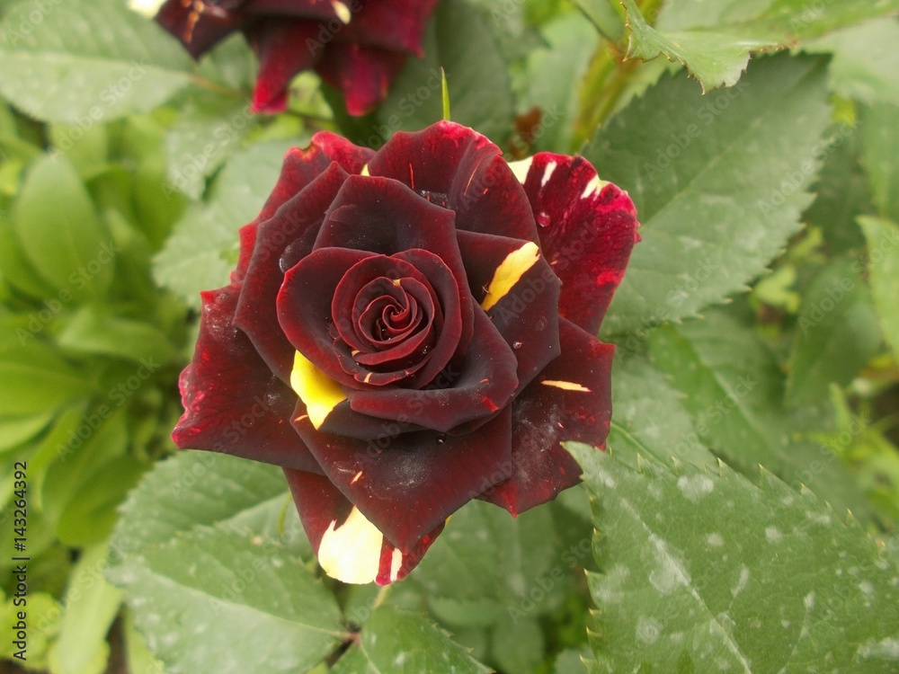 Fotografia a rose is abracadabra