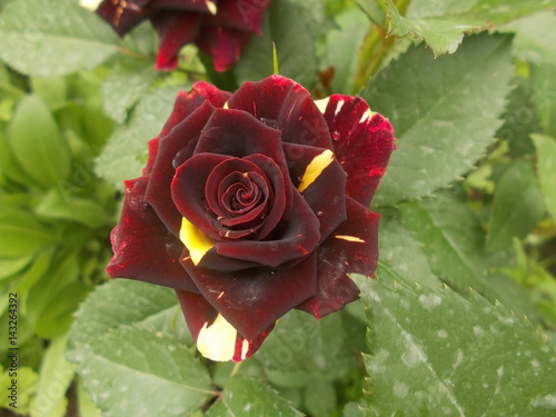 Fotografia a rose is abracadabra
