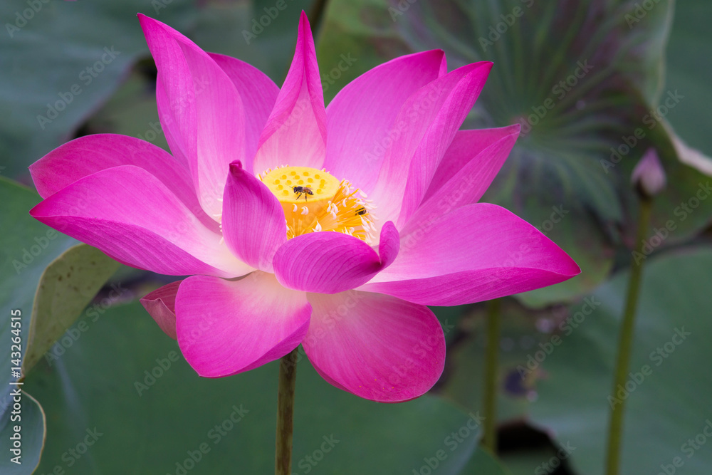 Close-up Pink lotus flower and bee. Close-up Pink lotus flower and bee.