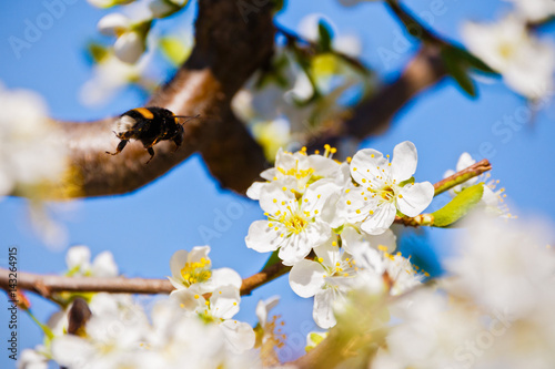 Bumblebee on a flower plum © czamfir