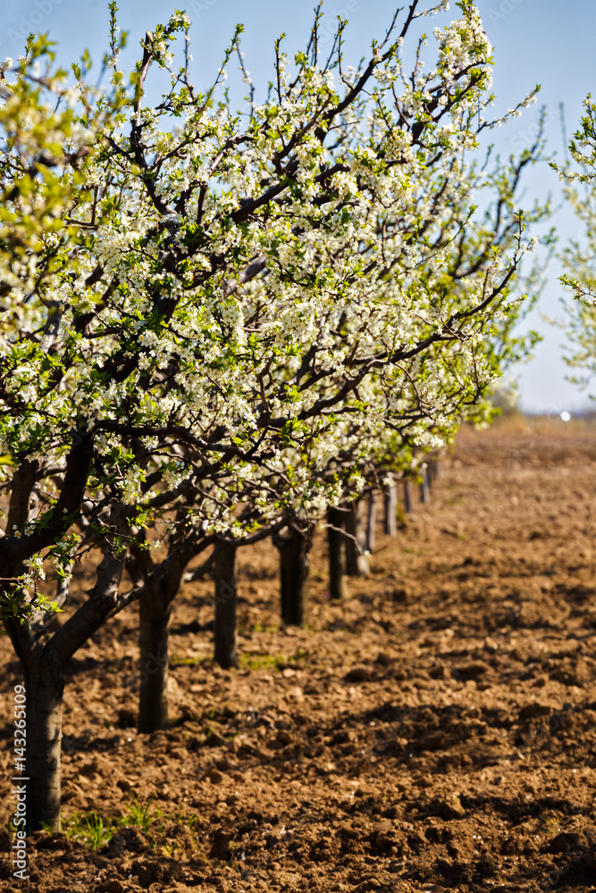 landscape with a beautiful orchard of plum trees in bloom, spring landscape with a beautiful orchard of plum trees in bloom, spring