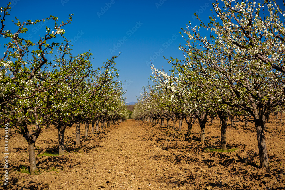 landscape with a beautiful orchard of plum trees in bloom, spring landscape with a beautiful orchard of plum trees in bloom, spring