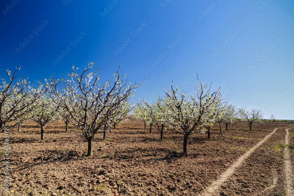 landscape with a beautiful orchard of plum trees in bloom, spring landscape with a beautiful orchard of plum trees in bloom, spring