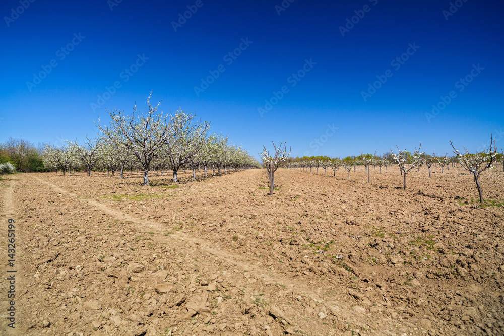 landscape with a beautiful orchard of plum trees in bloom, spring landscape with a beautiful orchard of plum trees in bloom, spring