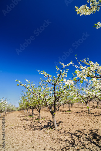landscape with a beautiful orchard of plum trees in bloom  spring