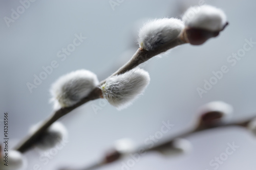 Fluffy catkins on willow branches