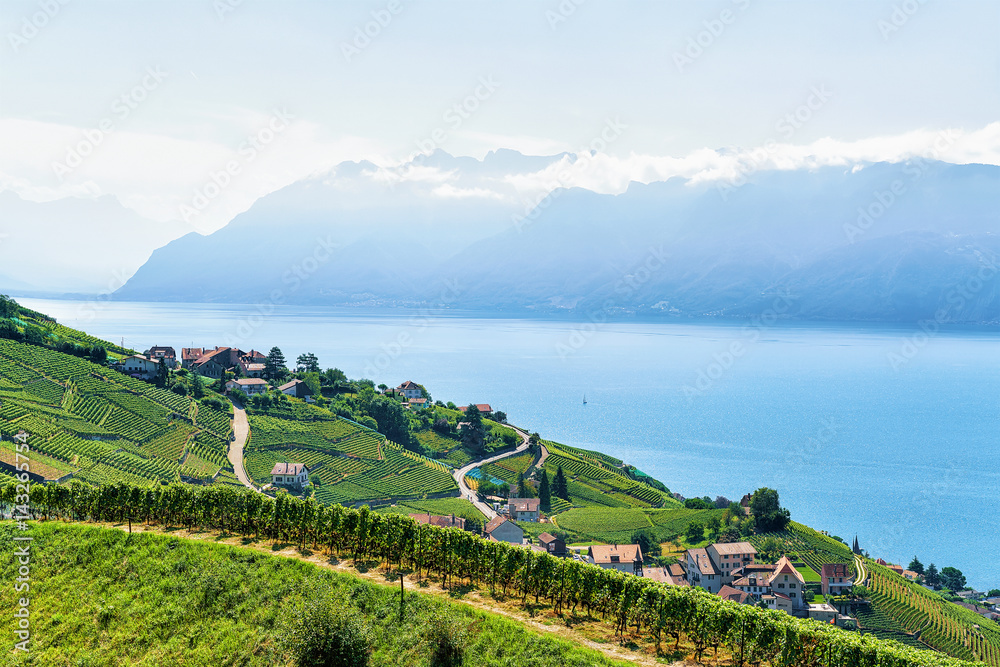Lavaux Vineyard Terrace Lake Geneva and Swiss mountains Switzerland