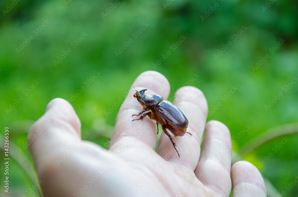 Rhinoceros beetle crawling on the fingers of the human hand. Rhinoceros beetle crawling on the fingers of the human hand.