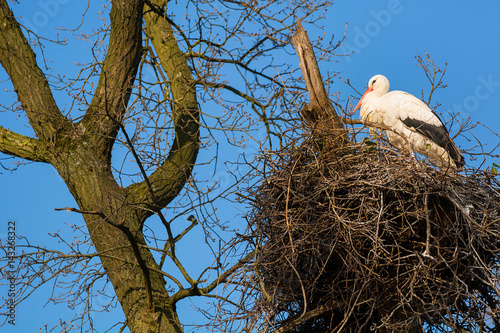 Brütender Storch in einem Nest