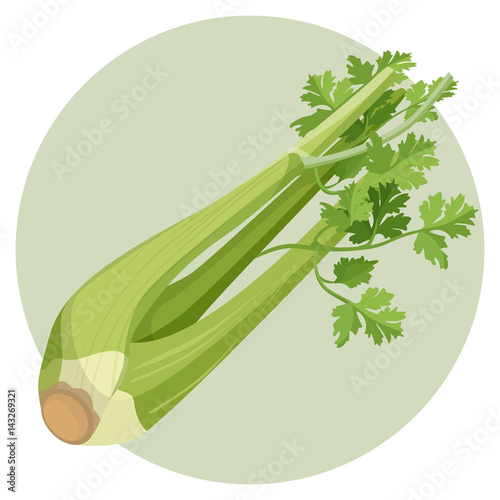 Celery green and fresh isolated in circle on white