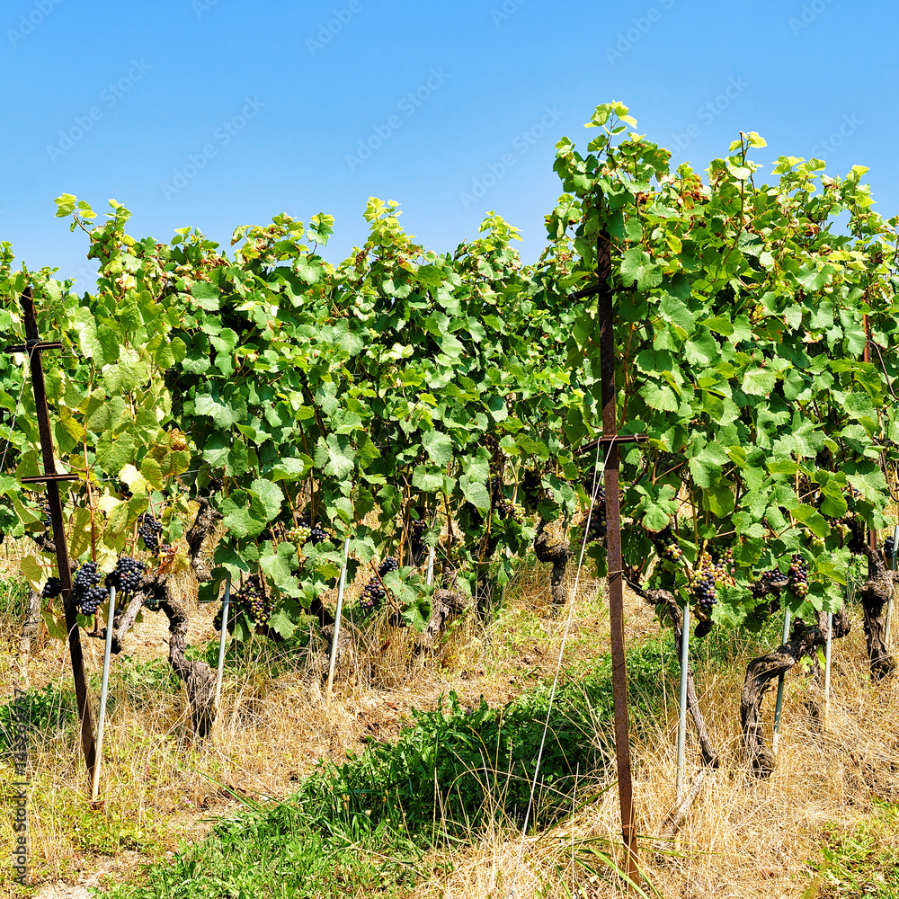 Vineyard Terraces hiking trail in Lavaux of Switzerland