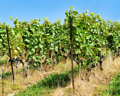 Vineyard Terraces hiking trail in Lavaux in Switzerland