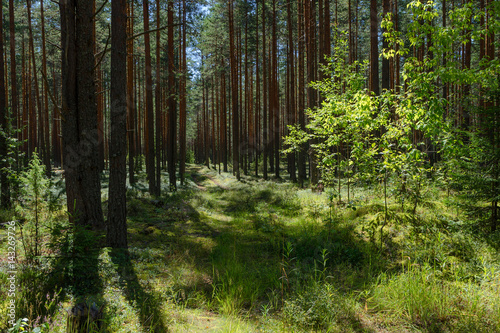 Summer nature landscape with sunlight on trees in pine forest