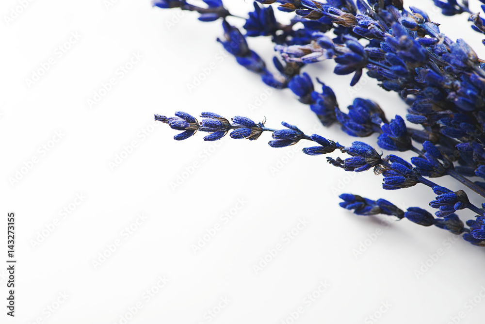 Fototapeta premium Lavender flower background on white background.