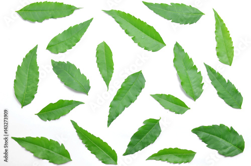 Fotografia Many green neem leaves spread on the floor.