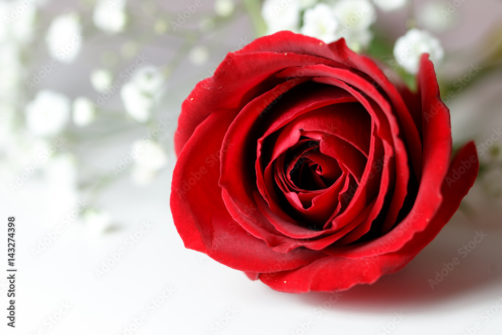 Fototapeta premium 薔薇の花