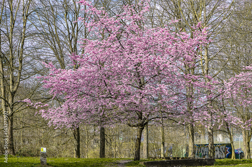 blühender Kirschbaum vor kahlen Bäumen im Frühling