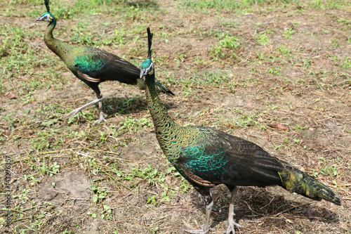 The green peafowl is walking for food on the ground