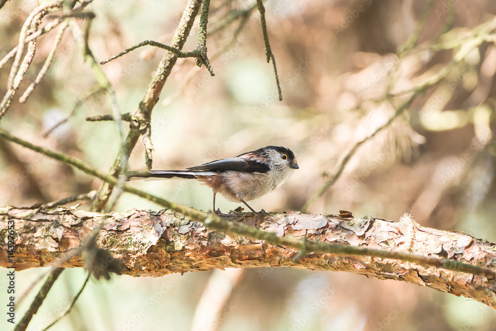 Naklejka premium Long-tailed Tit, Aegithalos caudatus europaeus, bird in a tree in springtime