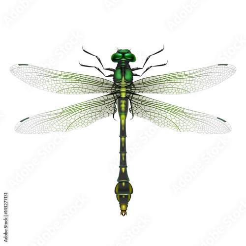 Gomphus vulgatissimus dragonfly