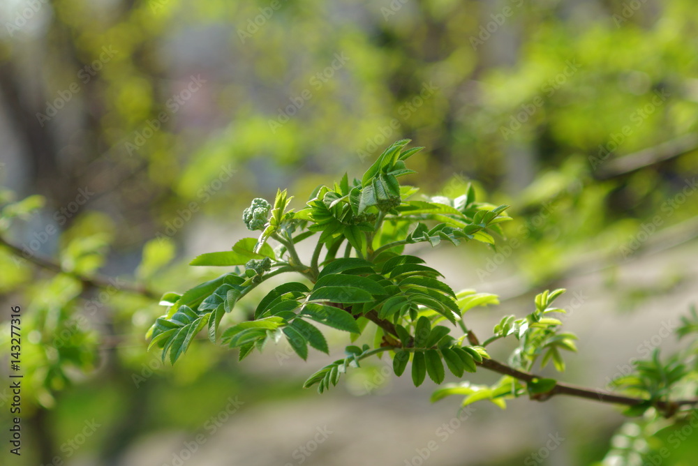 Spring background, spring leaves
Spring background, spring leaves