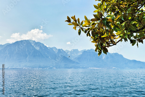 Green leaves blooming in promenade of Geneva Lake in Montreux