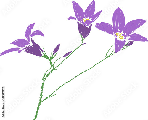 Spreading bellflower picture on white