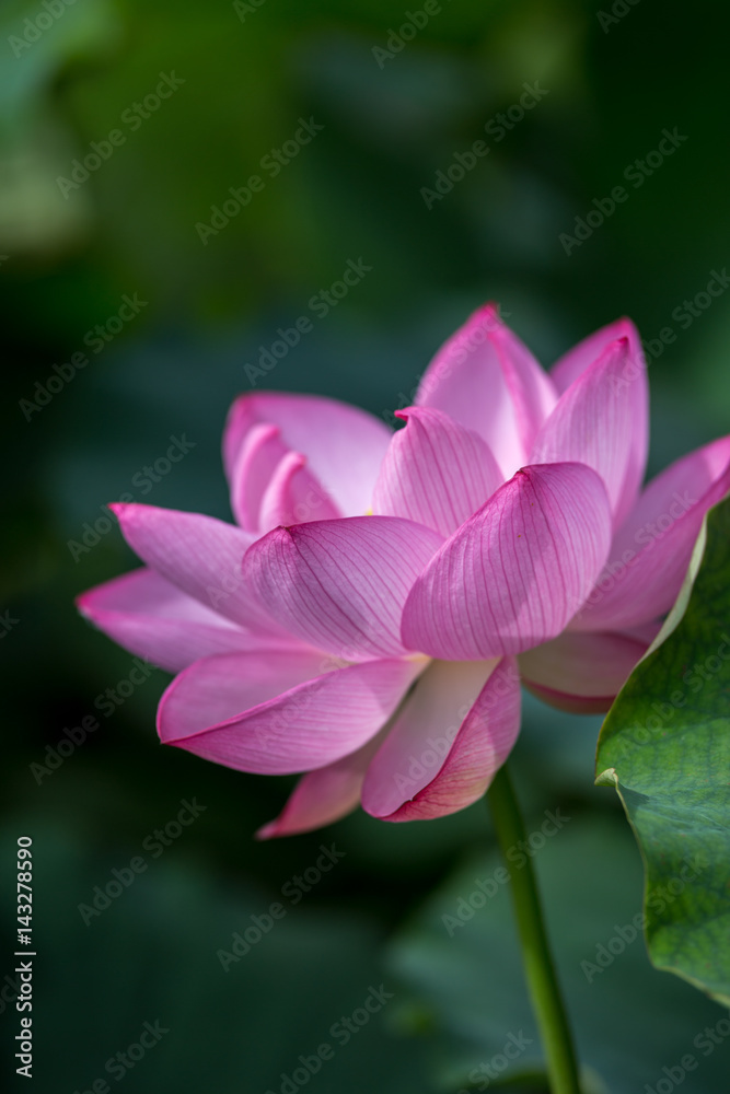 蓮の花 蓮の花