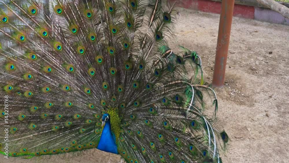 Peacock showing his beautiful tail, 4K