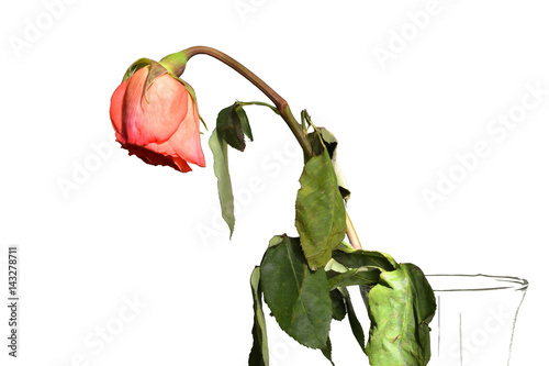 There is a faded rose in the vase. White background. Macro photo