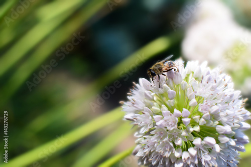 Bee and flower onion
