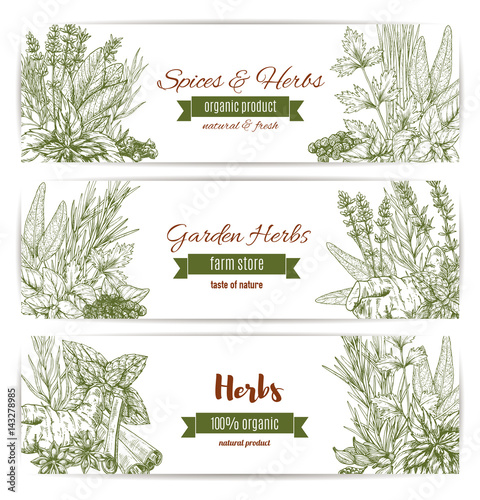 Herbs, spices and leaf vegetables sketch banner