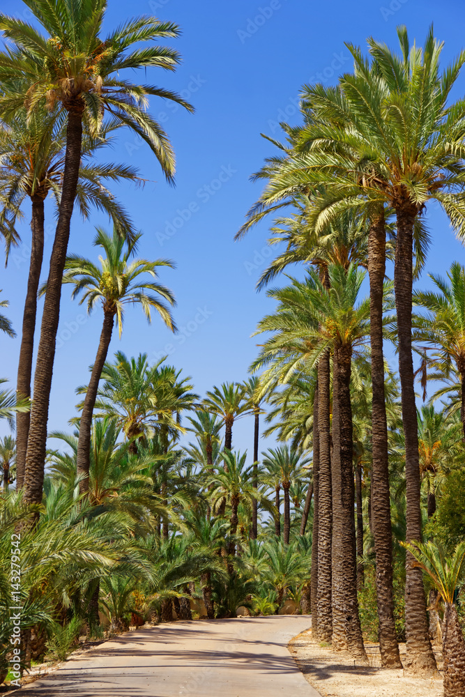 Palm Grove in Elche Valencian