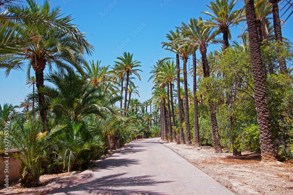 Palm Grove of Elche