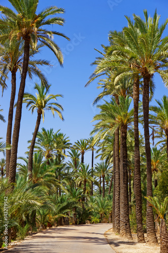 Palm Grove in Elche Valencian