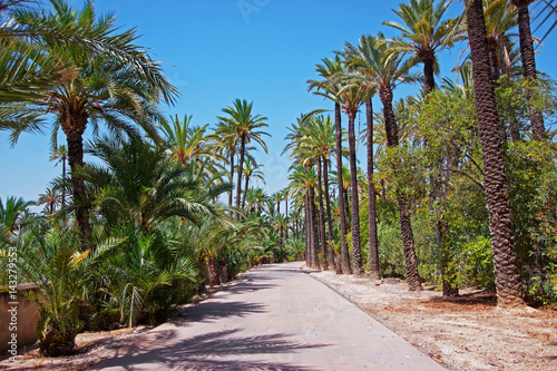 Palm Grove of Elche © Roman Babakin