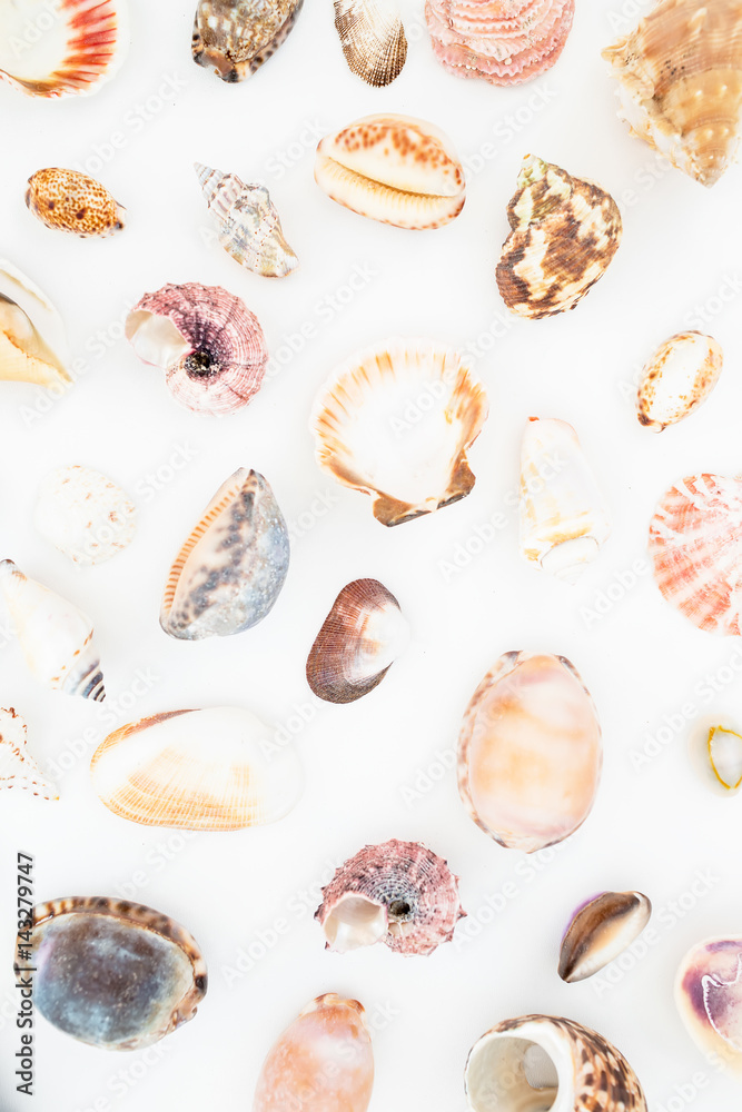 Ocean tropical shells on white background. Flat lay. Top view. Ocean pattern. Ocean tropical shells on white background. Flat lay. Top view. Ocean pattern.