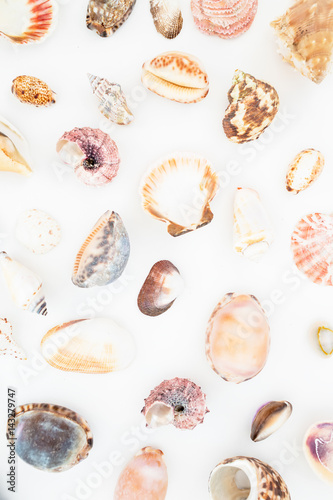 Ocean tropical shells on white background. Flat lay. Top view. Ocean pattern.