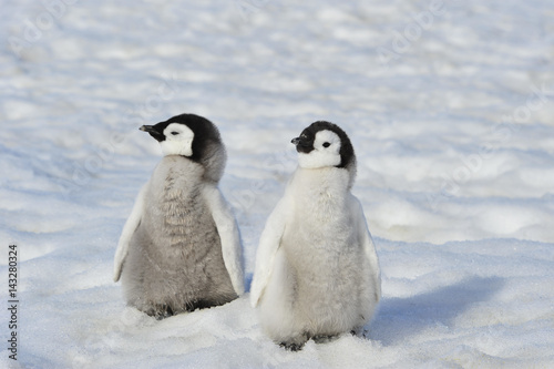 Emperor Penguin chicks in Antarctica © Silver