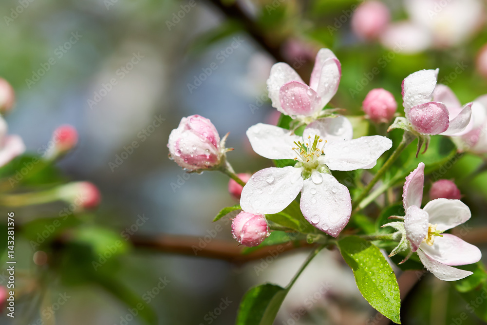 Apple blossom on branch with pink flowers and buds Apple blossom on branch with pink flowers and buds