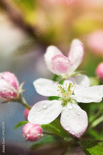 Apple blossom with pink flowers and buds. Copy space